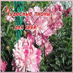 Картинка чудесная открытка с пионами