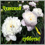Картинка чудесная открытка с субботой
