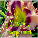 Картинка картинка чудесного настроения в любую погоду