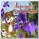 Picture картинка для хорошего настроения с ирисами