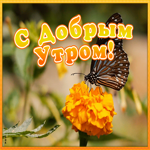 Картинка картинка доброе утро с бабочкой
