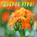 Picture картинка доброе утро с интересным цветком