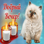 Картинка картинка добрый вечер с котиком