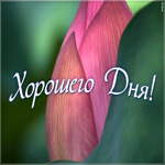 Открытка картинка хорошего дня женщине