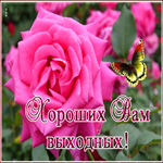 Открытка картинка хороших выходных с розой