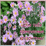 Открытка картинка хризантемы для тебя