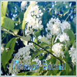 Картинка картинка нежной весны