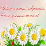Открытка картинка с ромашками с пожеланиями