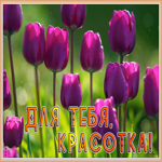 Открытка картинка с тюльпанами для красотки