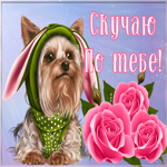 Открытка картинка скучаю с собачкой