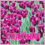 Картинка картинка спасибо с тюльпанами