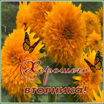 Picture картинка хорошего вторника с замечательными осенними цветами