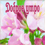 Картинка красивая открытка с добрым утром