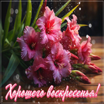 Postcard лёгкая открытка, хорошего воскресенья!