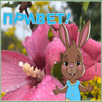 Picture милая открытка привет с зайчиком