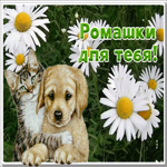 Открытка милая открытка с ромашками