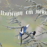 Открытка необычная открытка привет