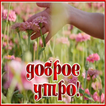 Picture нежная открытка доброе утро с живыми цветами
