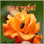 Открытка новая открытка с розой