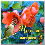Открытка открытка чудесного настроения