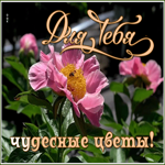 Картинка открытка чудесные пионы для тебя