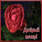 Открытка открытка добрый вечер и прекрасного настроения