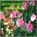 Открытка открытка гиф с тюльпанами