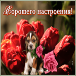 Картинка открытка хорошего настроения с собачкой