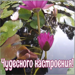 Картинка открытка хорошего настроения сегодня и всегда