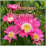 Picture открытка отличного настроения с розовыми герберами