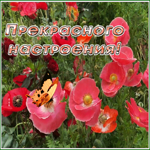 Postcard открытка прекрасного настроения с алыми маками