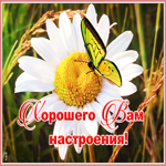 Открытка открытка прекрасного солнечного настроения