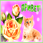 Картинка открытка привет дорогая