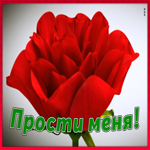 Картинка открытка прости с цветами