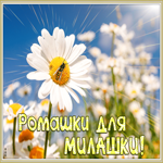 Открытка открытка ромашки для милашки