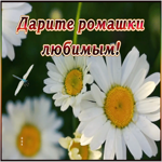 Картинка открытка ромашки любимым
