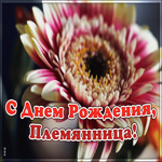 Картинка открытка с днем рождения племяннице с цветами