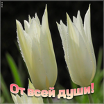 Открытка открытка с тюльпанами от всей души