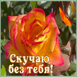 Picture открытка скучаю с эффектной розой
