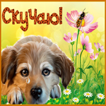Picture открытка скучаю с грустным песиком