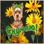 Picture открытка скучаю с милым песиком