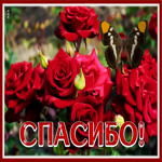 Picture открытка спасибо с великолепными красными розами