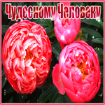 Открытка открытка цветы чудесному человеку