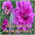 Postcard открытка хорошего настроения с изумительными цветами