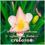 Postcard открытка я вас поздравляю с чудесным днем - субботой