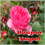 Picture потрясающая открытка доброе утро с розовой розой