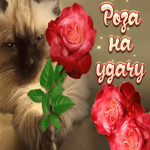 Картинка пожелание на удачу с розой