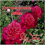 Картинка прекрасная открытка с пионами