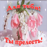 Картинка прелестные тюльпаны для тебя