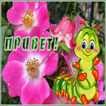 Picture привет